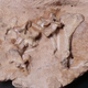 A side of the fossil, showing vertebrae and arm bone.